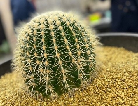 サボテン植え替え　金鯱!!